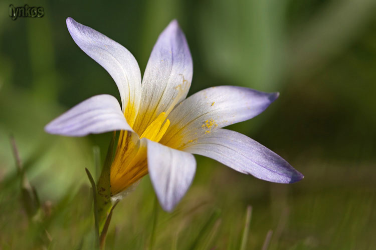 Un anno di fiori...